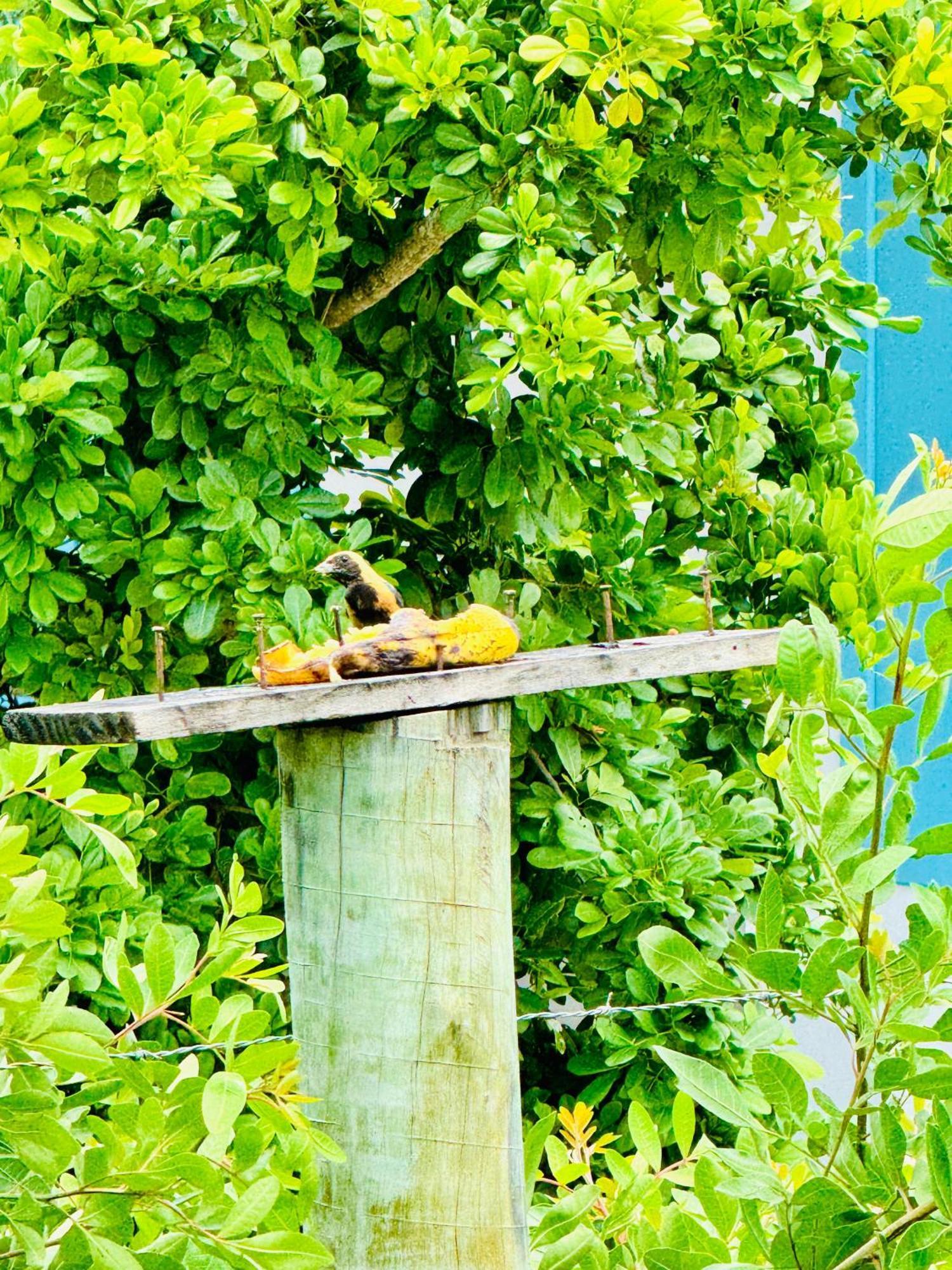 Hospedaria Hibisco Xando - Caraiva Luaran gambar